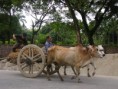 /album/photo-gallery-homepage/cow-jpg/